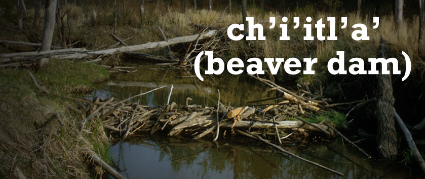 beaverdam-homepage