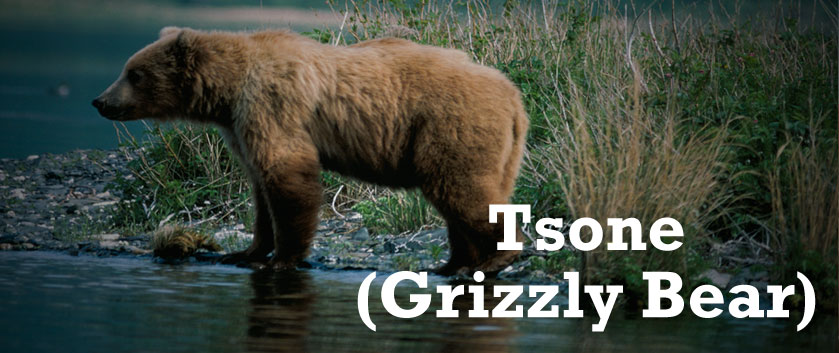 grizzly-bear