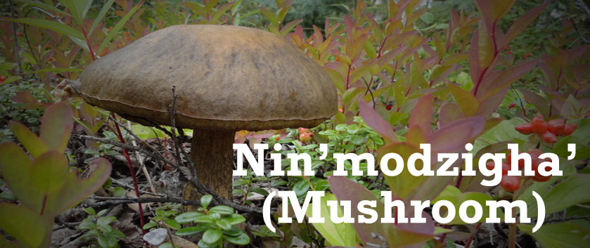 mushroom-homepage