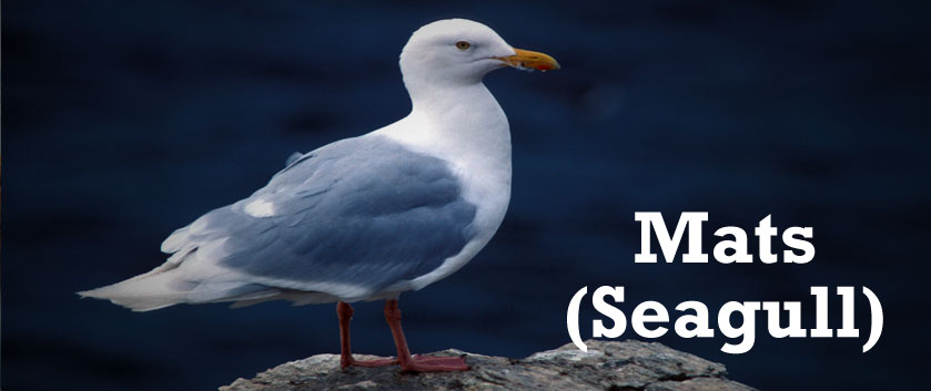 seagull-homepage