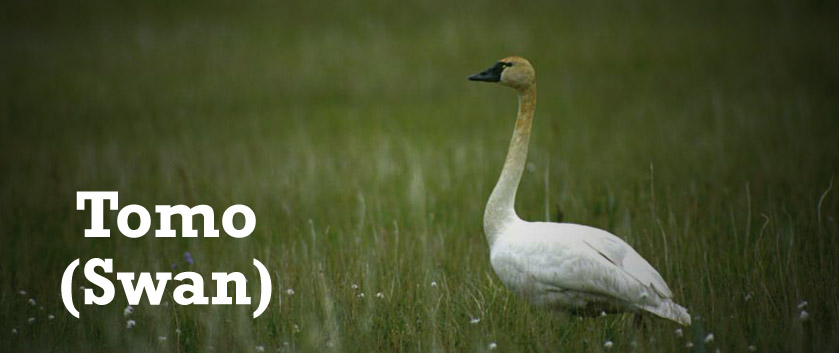 swan-homepage